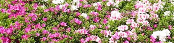 つつじの花